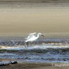 grande aigrette